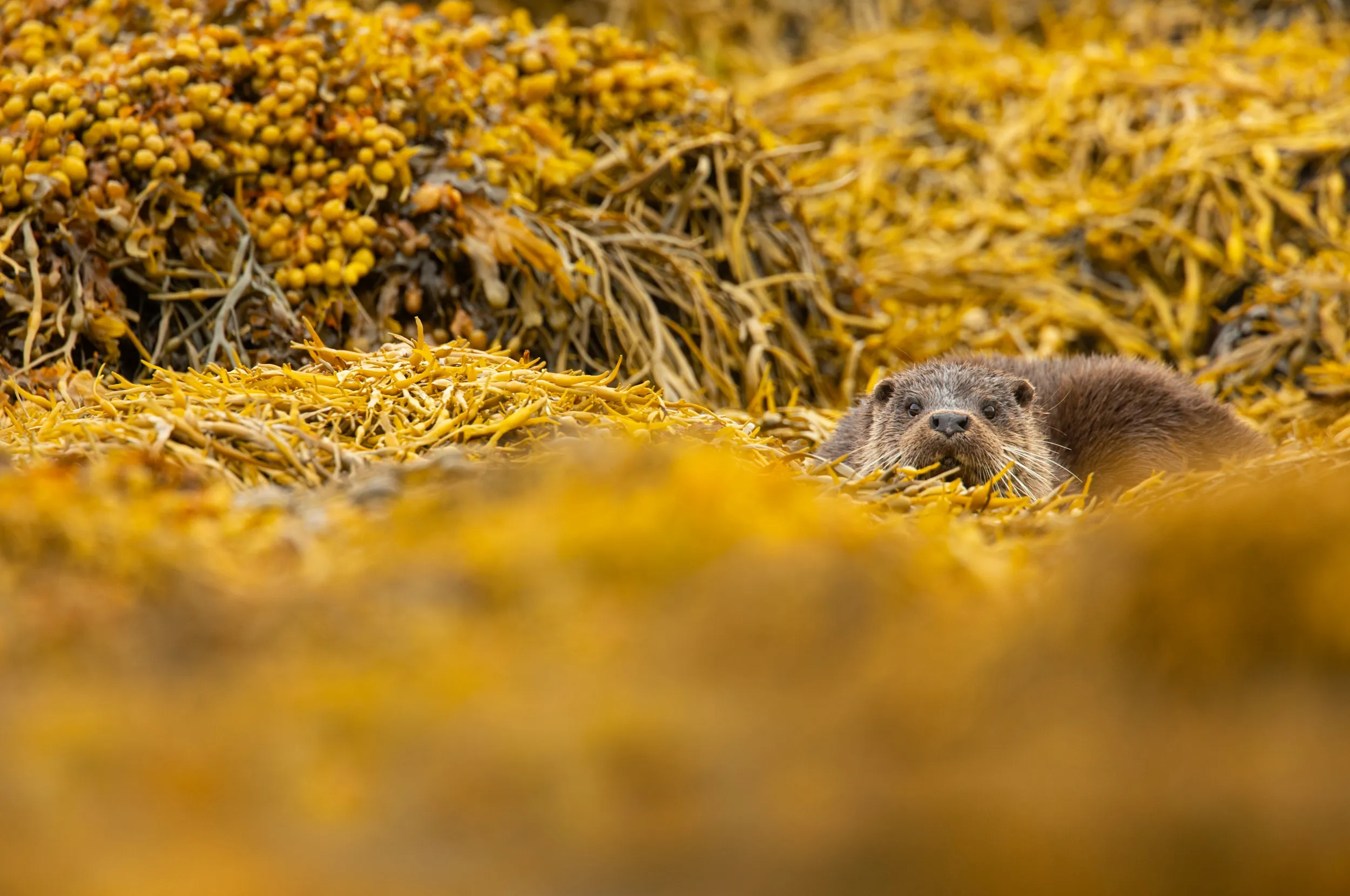 An Otter, laying in a bed of yellow seaweed.
